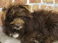 Close-up of a lying brown shaggy dog